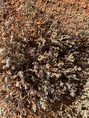 Dissocarpus paradoxus