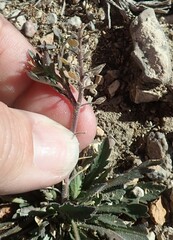 Lepidium lasiocarpum