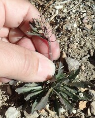 Lepidium lasiocarpum
