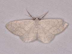 Acratodes suavata