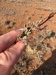 Dissocarpus paradoxus