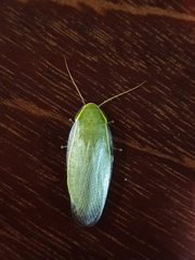 Panchlora