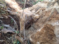 Nesoecia nigrispina