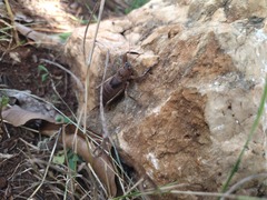 Nesoecia nigrispina