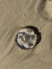Aequorea