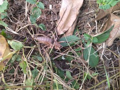 Nesoecia nigrispina