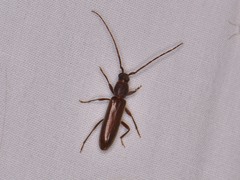 Geropa concolor