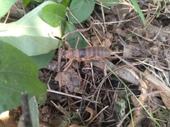 Nesoecia nigrispina