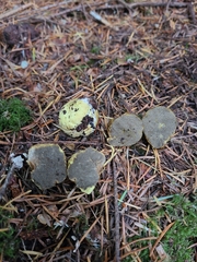 Truncocolumella citrina