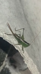 Conocephalus cinereus