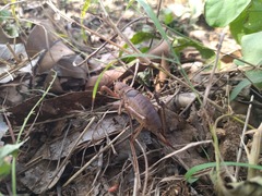 Nesoecia nigrispina
