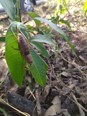 Nesoecia nigrispina