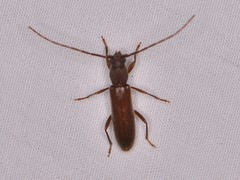 Geropa concolor