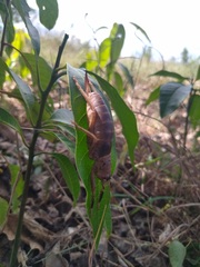 Nesoecia nigrispina
