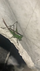 Conocephalus cinereus