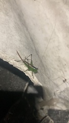 Conocephalus cinereus