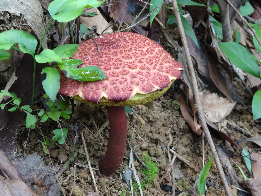 Boletellus emodensis · June 2021 · photo: © casperrex (iNaturalist, cc-by)