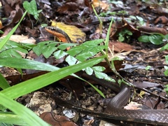 Mastigodryas alternatus