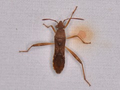 Burtinus notatipennis