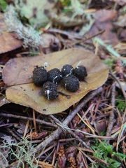 Coprinopsis ephemeroides