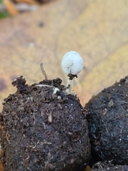 Coprinopsis ephemeroides