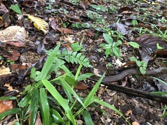 Mastigodryas alternatus