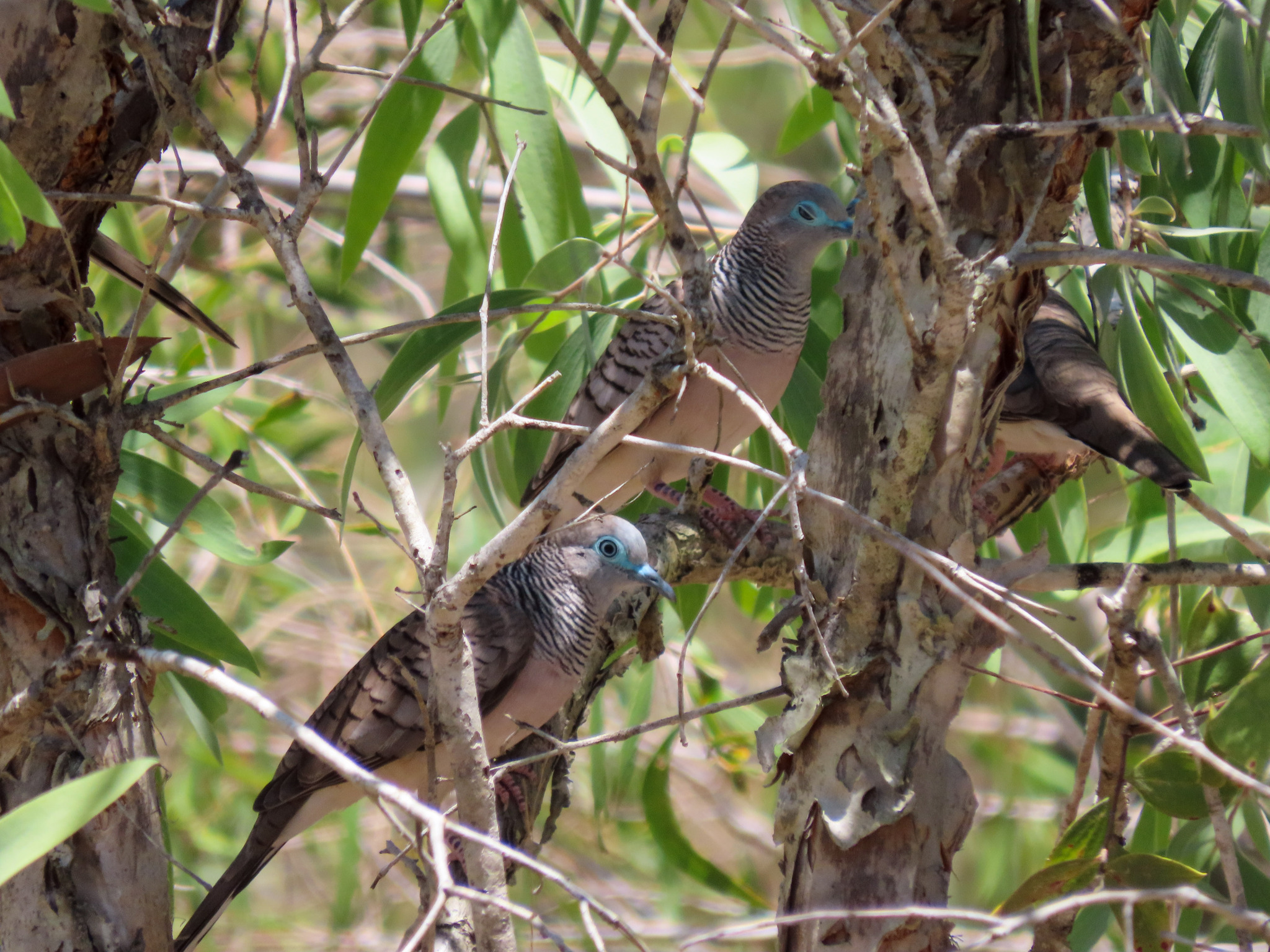 Peaceful Dove (Geopelia placida)