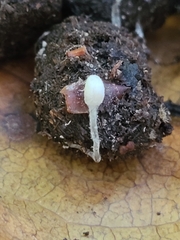 Coprinopsis ephemeroides