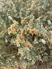 Atriplex nummularia