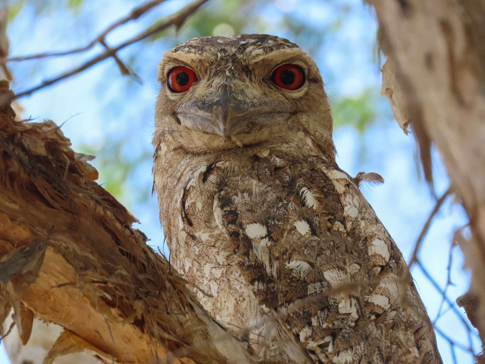 Papuan Frogmouth illustration