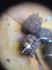 Coprinopsis ephemeroides