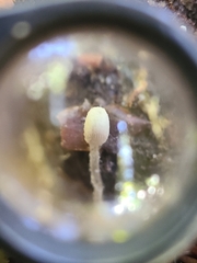 Coprinopsis ephemeroides