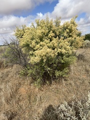 Acacia victoriae