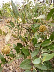 Annonaceae