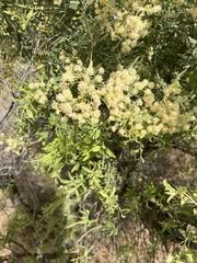 Acacia victoriae