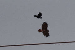 Corvus
