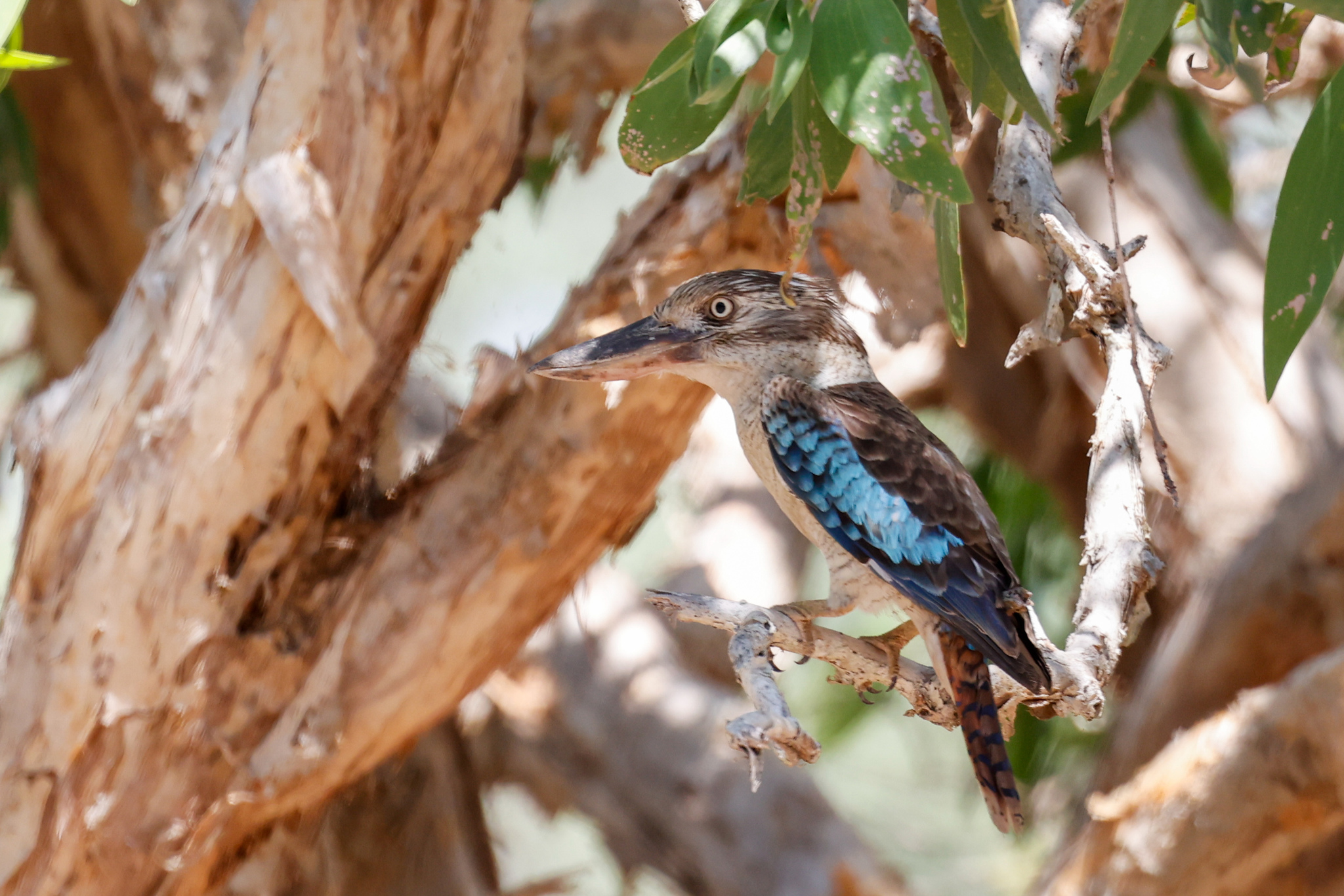 Blue-winged Kookaburra illustration