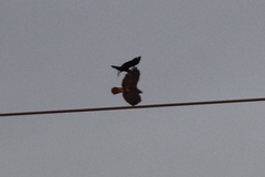 Corvus