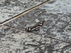 Phaedyma columella