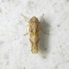 Deltocephalini