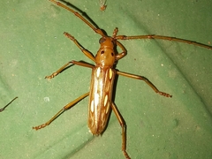 Eburodacrys fortunata
