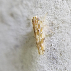 Deltocephalini