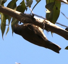 Climacteris erythrops