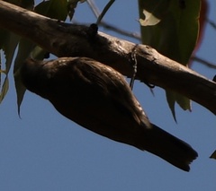 Climacteris erythrops