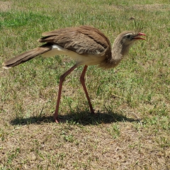 Cariama cristata