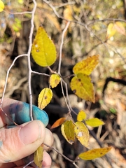Planera aquatica