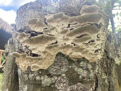 Earliella