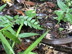 Mastigodryas alternatus