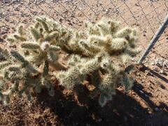 Cylindropuntia bigelovii