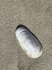 Scutus antipodes